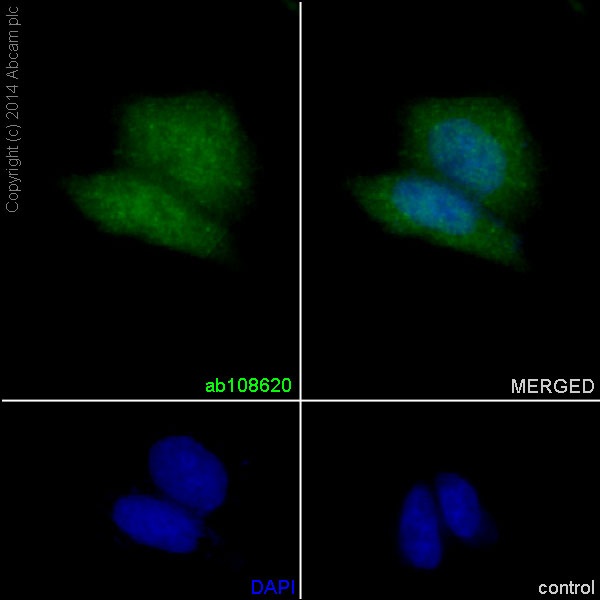 Immunocytochemistry/ Immunofluorescence - Anti-CLASP1 antibody [EPR3409] - BSA and Azide free (AB232576), expandable thumbnail
