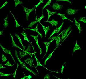 Immunocytochemistry/ Immunofluorescence - Anti-CLASP1 antibody [EPR3409] - BSA and Azide free (AB232576), expandable thumbnail