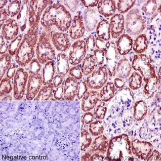 Immunohistochemistry (Formalin/PFA-fixed paraffin-embedded sections) - Anti-CLASP1 antibody [EPR3409] - BSA and Azide free (AB232576)