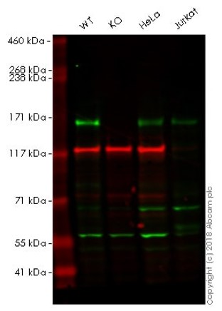 Western blot - Anti-CLASP1 antibody [EPR3409] - BSA and Azide free (AB232576), expandable thumbnail