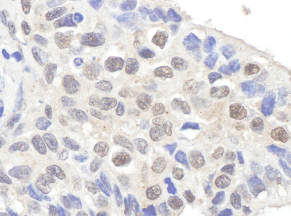 Immunohistochemistry (Formalin/PFA-fixed paraffin-embedded sections) - Anti-Claspin antibody (AB3720), expandable thumbnail