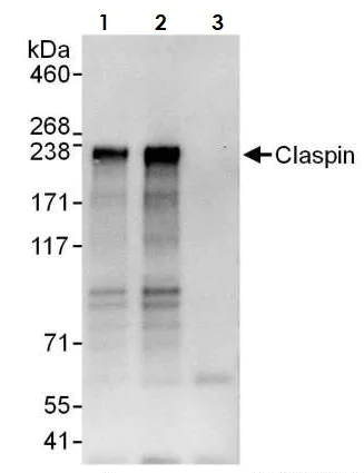 Immunoprecipitation - Anti-Claspin antibody (AB3721)