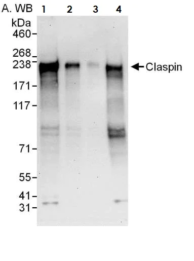 Western blot - Anti-Claspin antibody (AB3721)