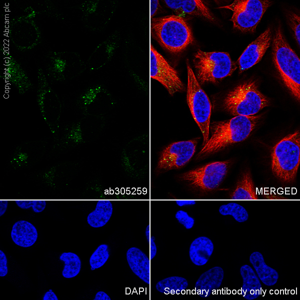 Immunocytochemistry/ Immunofluorescence - Anti-Clathrin heavy chain antibody [EPR24236-222] - BSA and Azide free (AB305260), expandable thumbnail