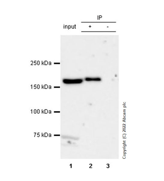 Immunoprecipitation - Anti-Clathrin heavy chain antibody [EPR24236-222] - BSA and Azide free (AB305260), expandable thumbnail