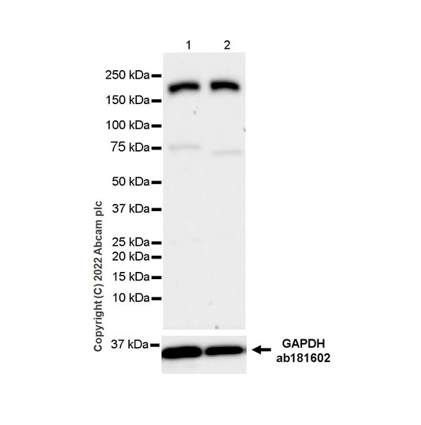 Western blot - Anti-Clathrin heavy chain antibody [EPR24236-222] - BSA and Azide free (AB305260), expandable thumbnail