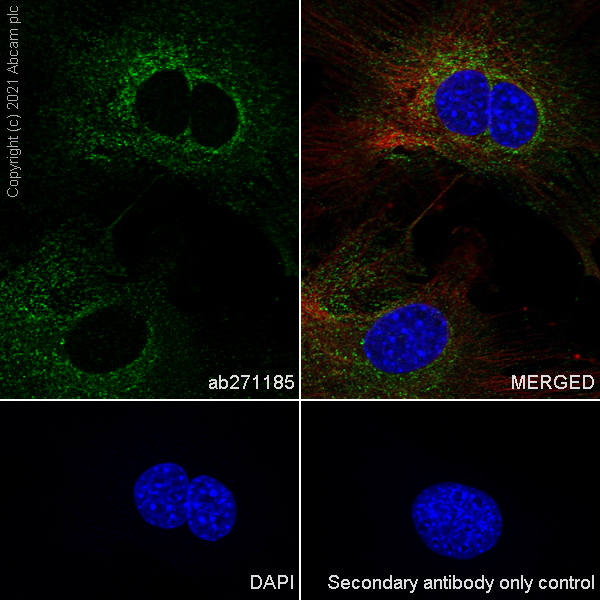 Immunocytochemistry/ Immunofluorescence - Anti-Clathrin light chain antibody [EPR24231-72] (AB271185), expandable thumbnail