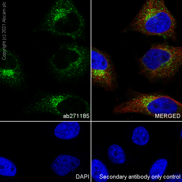 Immunocytochemistry/ Immunofluorescence - Anti-Clathrin light chain antibody [EPR24231-72] (ab271185), expandable thumbnail