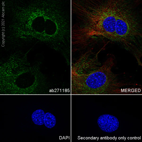 Immunocytochemistry/ Immunofluorescence - Anti-Clathrin light chain antibody [EPR24231-72] - BSA and Azide free (AB282013)