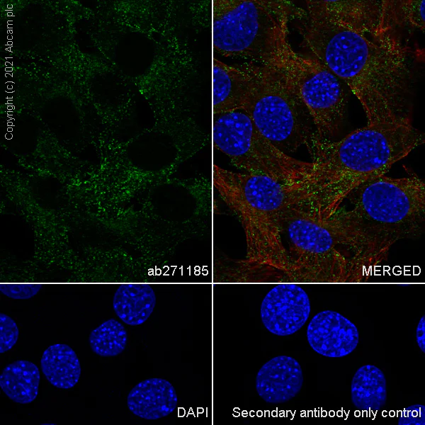 Immunocytochemistry/ Immunofluorescence - Anti-Clathrin light chain antibody [EPR24231-72] - BSA and Azide free (AB282013)