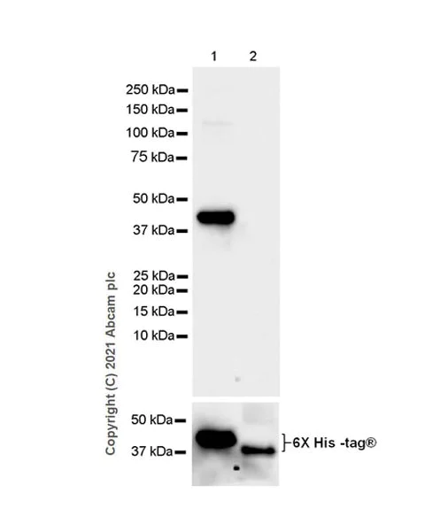 Western blot - Anti-Clathrin light chain antibody [EPR24231-72] - BSA and Azide free (AB282013)