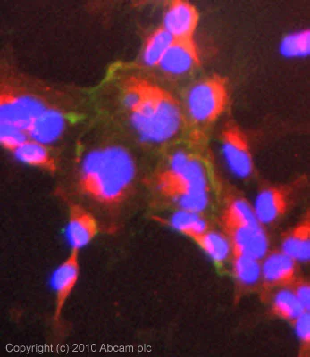 Immunocytochemistry/ Immunofluorescence - Anti-Claudin 1 antibody (AB15098)