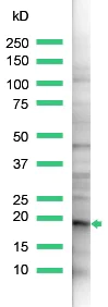 Western blot - Anti-Claudin 1 antibody (AB15098)