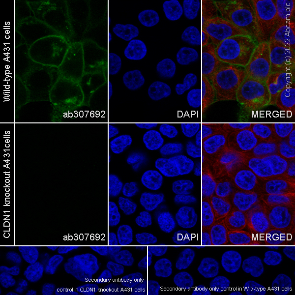 Immunocytochemistry/ Immunofluorescence - Anti-Claudin 1 antibody [EPR25359-48] (AB307692), expandable thumbnail