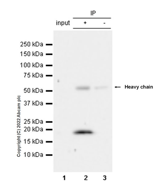 Immunoprecipitation - Anti-Claudin 1 antibody [EPR25359-48] (AB307692), expandable thumbnail