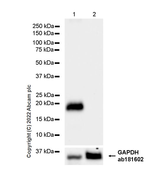 Western blot - Anti-Claudin 1 antibody [EPR25359-48] (AB307692), expandable thumbnail