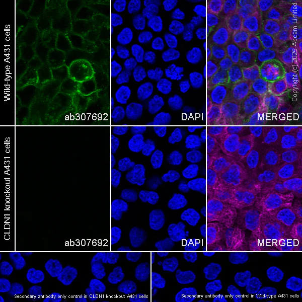 Immunocytochemistry/ Immunofluorescence - Anti-Claudin 1 antibody [EPR25359-48] - BSA and Azide free (AB307693)