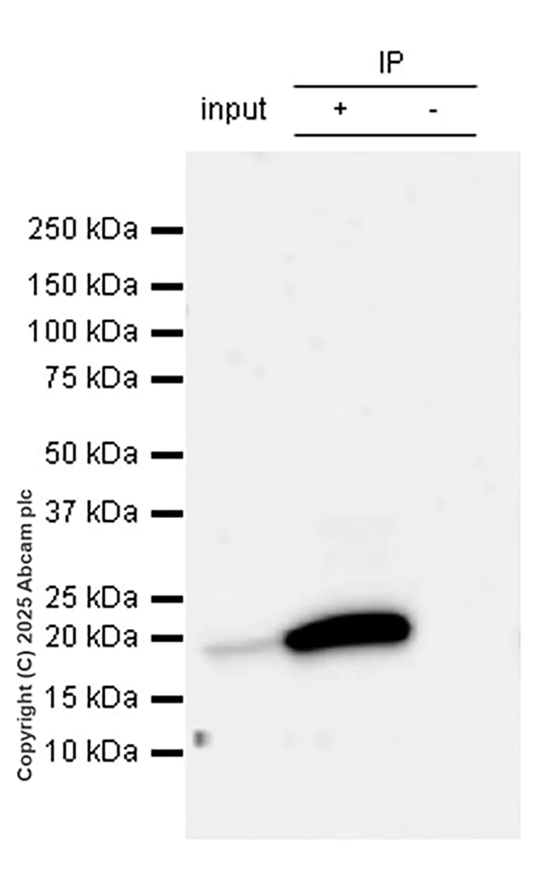 Immunoprecipitation - Anti-Claudin 1 antibody [EPR25359-48] - BSA and Azide free (AB307693)