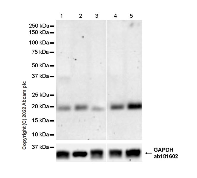 Western blot - Anti-Claudin 1 antibody [EPR25359-48] - BSA and Azide free (AB307693), expandable thumbnail