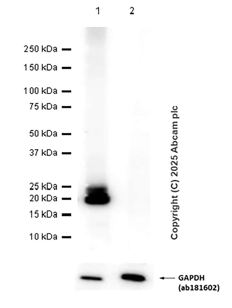 Western blot - Anti-Claudin 1 antibody [EPR25359-48] - BSA and Azide free (AB307693)