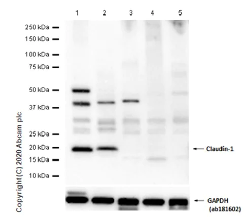 Western blot - Anti-Claudin 1 antibody [EPR9306] (AB180158)