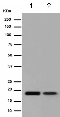 Western blot - Anti-Claudin 1 antibody [EPR9306] (AB180158)