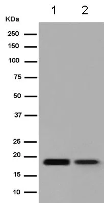 Western blot - Anti-Claudin 1 antibody [EPR9306] (AB180158)