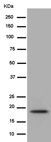 Western blot - Anti-Claudin 1 antibody [EPR9306] (AB180158)