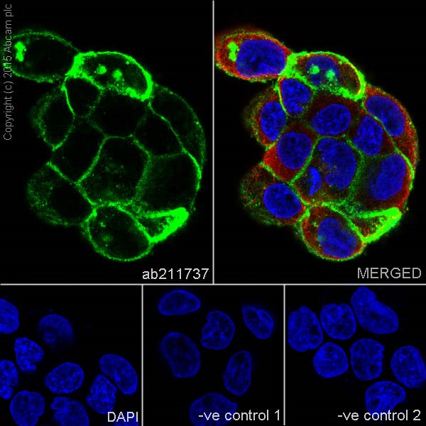 Immunocytochemistry/ Immunofluorescence - Anti-Claudin 1 antibody [EPRR18871] (ab211737), expandable thumbnail