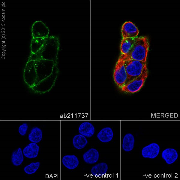 Immunocytochemistry/ Immunofluorescence - Anti-Claudin 1 antibody [EPRR18871] (ab211737), expandable thumbnail