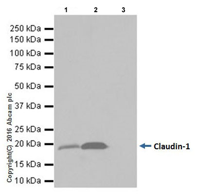 Immunoprecipitation - Anti-Claudin 1 antibody [EPRR18871] (ab211737), expandable thumbnail