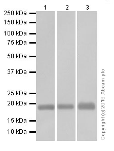 Western blot - Anti-Claudin 1 antibody [EPRR18871] (AB211737), expandable thumbnail