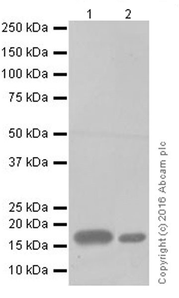 Western blot - Anti-Claudin 1 antibody [EPRR18871] (AB211737), expandable thumbnail