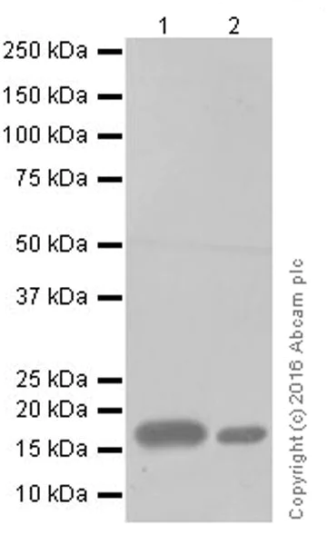 Western blot - Anti-Claudin 1 antibody [EPRR18871] (AB211737)
