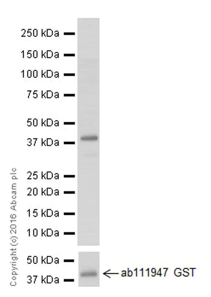 Western blot - Anti-Claudin 1 antibody [EPRR18871] (AB211737)