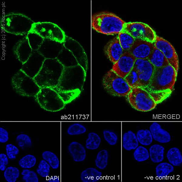 Immunocytochemistry/ Immunofluorescence - Anti-Claudin 1 antibody [EPRR18871] - BSA and Azide free (AB238949)