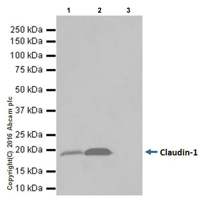 Immunoprecipitation - Anti-Claudin 1 antibody [EPRR18871] - BSA and Azide free (AB238949)