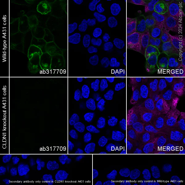 Immunocytochemistry/ Immunofluorescence - Anti-Claudin 1 antibody [RM1186] (AB317709)