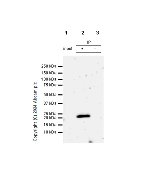 Immunoprecipitation - Anti-Claudin 1 antibody [RM1186] (AB317709)