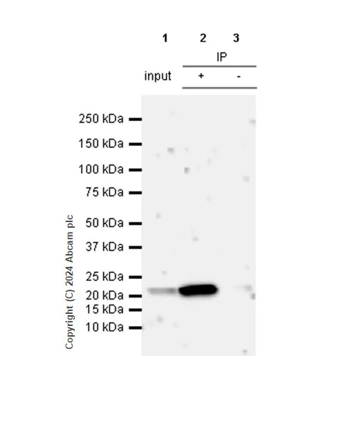 Immunoprecipitation - Anti-Claudin 1 antibody [RM1186] (AB317709)