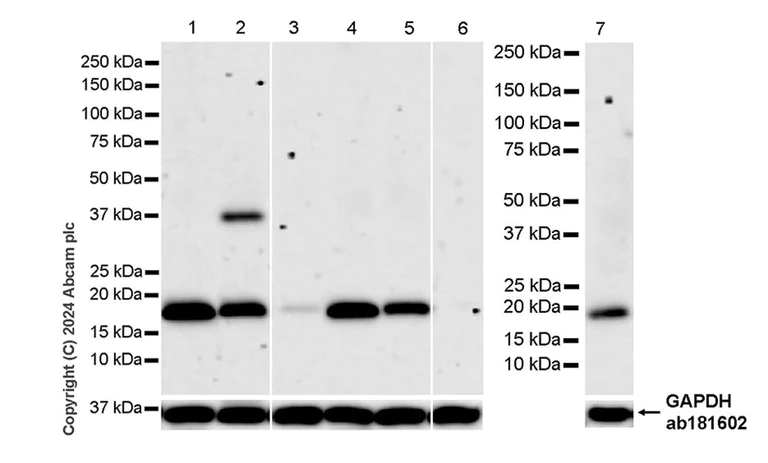 Western blot - Anti-Claudin 1 antibody [RM1186] (AB317709)