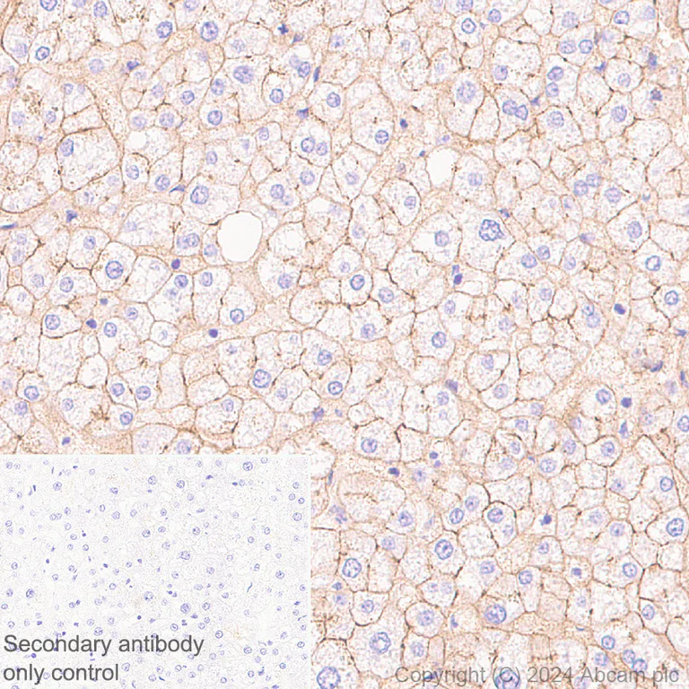 Immunohistochemistry (Formalin/PFA-fixed paraffin-embedded sections) - Anti-Claudin 1 antibody [RM1186] - BSA and Azide free (AB317710)