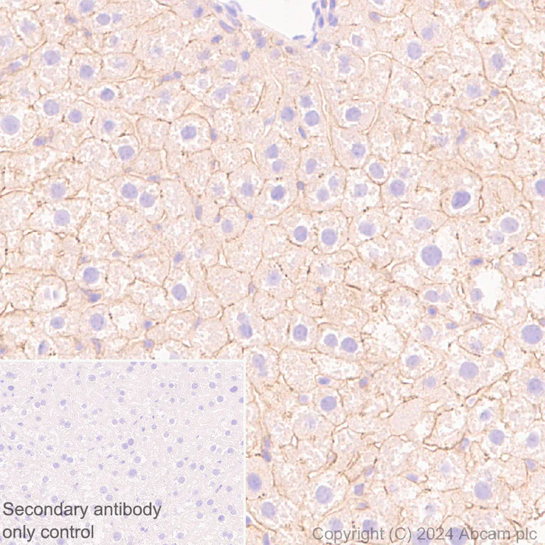 Immunohistochemistry (Formalin/PFA-fixed paraffin-embedded sections) - Anti-Claudin 1 antibody [RM1186] - BSA and Azide free (AB317710)