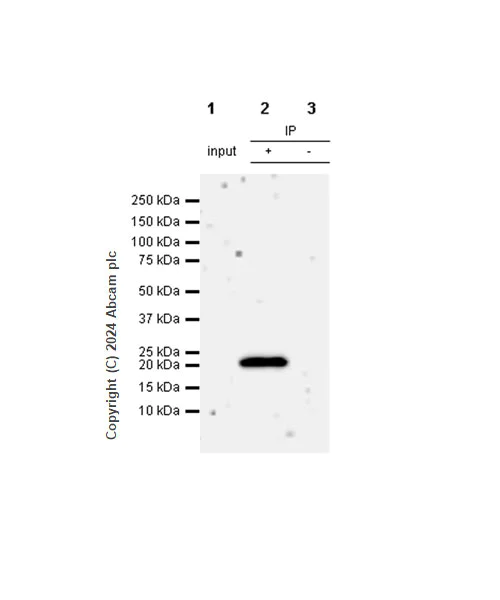 Immunoprecipitation - Anti-Claudin 1 antibody [RM1186] - BSA and Azide free (AB317710)