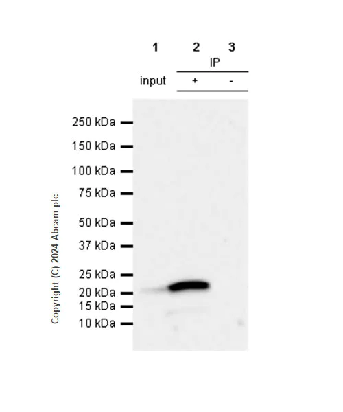 Immunoprecipitation - Anti-Claudin 1 antibody [RM1186] - BSA and Azide free (AB317710)