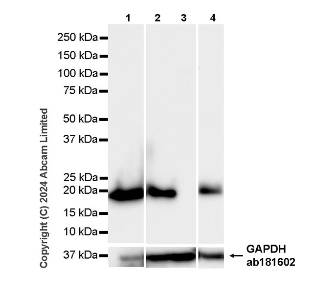 Western blot - Anti-Claudin 1 antibody [SP128] (AB115783), expandable thumbnail