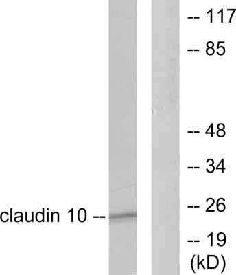 Western blot - Anti-Claudin 10 antibody (AB52234)