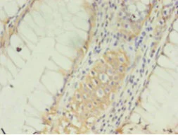 Immunohistochemistry (Formalin/PFA-fixed paraffin-embedded sections) - Anti-Claudin 15 antibody (AB238820)