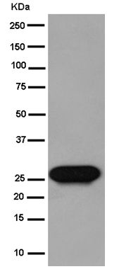 Western blot - Anti-Claudin 17 antibody [EPR15483] - BSA and Azide free (AB250897), expandable thumbnail
