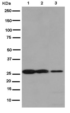 Western blot - Anti-Claudin 17 antibody [EPR15483] - BSA and Azide free (AB250897), expandable thumbnail